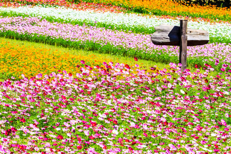 Colorful pink autumnal chrysanthemum in the Garden の写真素材