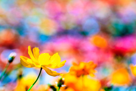Colorful pink autumnal chrysanthemum in the Garden