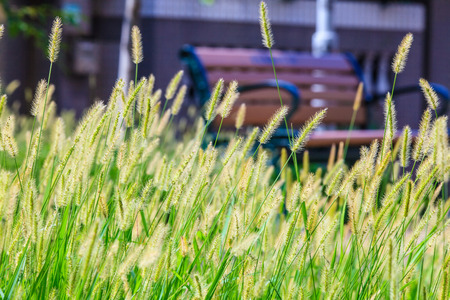 beautiful summer reed 