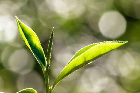 close up green tea leaves の写真素材