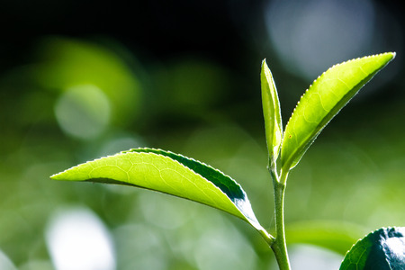 close up green tea leaves の写真素材