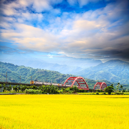 Nice paddy place for adv or others purpose useの写真素材