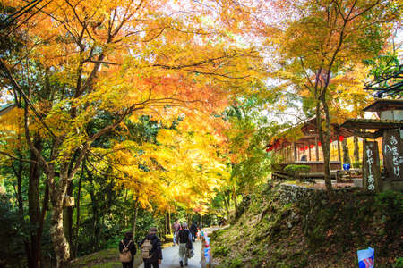 Red leaves of the maple in autumn for adv or others purpose useのeditorial素材