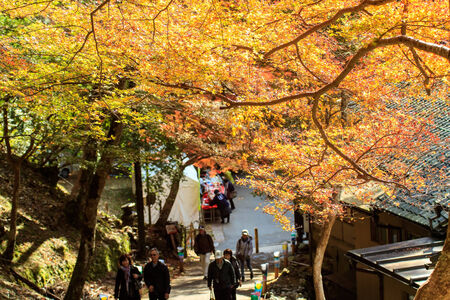 Kyoto, Jpana - November 20, 2013: Red leaves of the maple in autumn for adv or others purpose useのeditorial素材