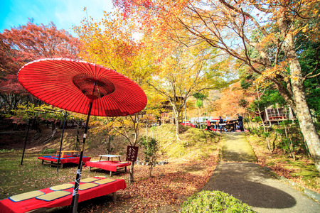 Kyoto, Jpana - November 20, 2013: Red leaves of the maple in autumn for adv or others purpose useのeditorial素材