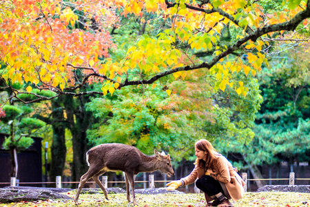 NARA, JAPAN - Nov 21: Visitors feed wild deer on April 21, 2013 in Nara, Japan. Nara is a major tourism destination in Japan    の写真素材