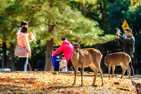 NARA, JAPAN - APRIL 21: Visitors feed wild deer on April 21, 2013 in Nara, Japan. Nara is a major tourism destination in Japan のeditorial素材