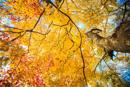 Mount Hiei, Japan - Nov 22, 2013: The Mount Hiei scenery in Kyoto, Japanのeditorial素材
