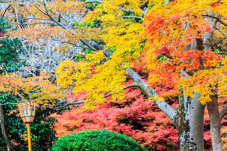Mount Hiei, Japan - Nov 22, 2013: The Mount Hiei scenery in Kyoto, Japanのeditorial素材