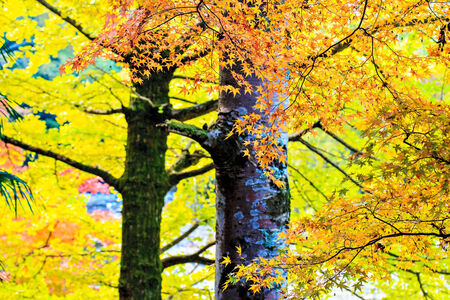Mount Hiei, Japan - Nov 22, 2013: The Mount Hiei scenery in Kyoto, Japanのeditorial素材