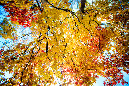 Mount Hiei, Japan - Nov 22, 2013: The Mount Hiei scenery in Kyoto, Japanのeditorial素材