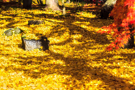 Autumn Colors in Eikando Temple, Kyoto, Kansai, Japan for adv or others purpose useの写真素材