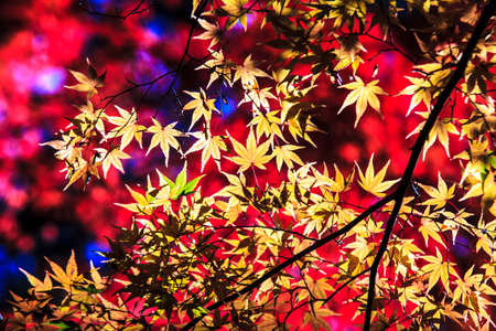 Colorful maple leaf for adv or others purpose useの写真素材