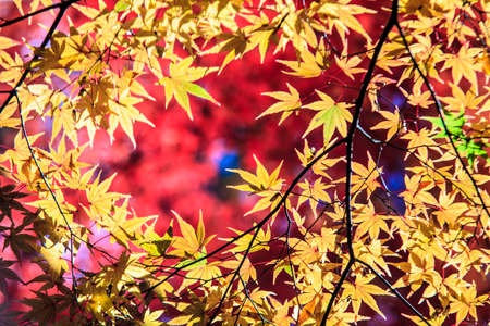 Colorful maple leaf for adv or others purpose useの写真素材