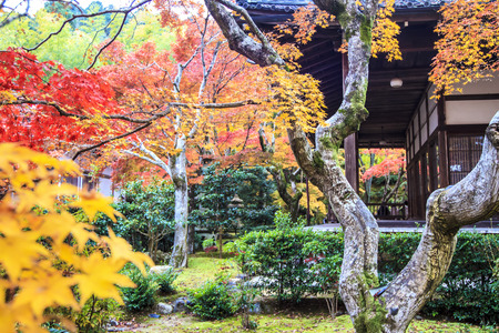 Red maple trees in a japanese garden のeditorial素材