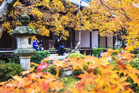 Kyoto, Japan - June 30, 2014: Red maple trees in a japanese gardenのeditorial素材
