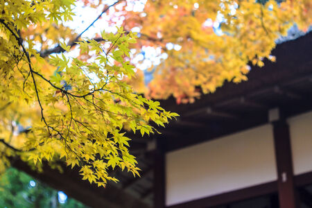 Red maple trees in a japanese garden の写真素材