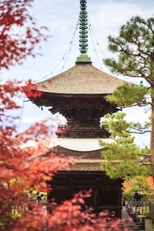 Red maple trees in a japanese garden のeditorial素材