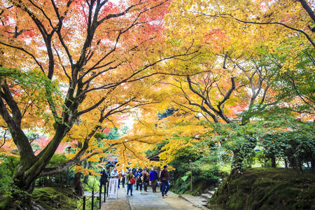 Kyoto, Japan - June 30, 2014: Red maple trees in a japanese gardenのeditorial素材
