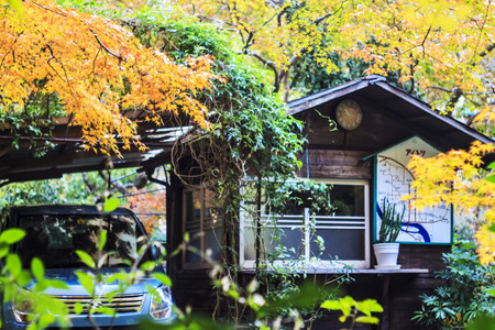 Kyoto, Japan - June 30, 2014: Red maple trees in a japanese gardenのeditorial素材
