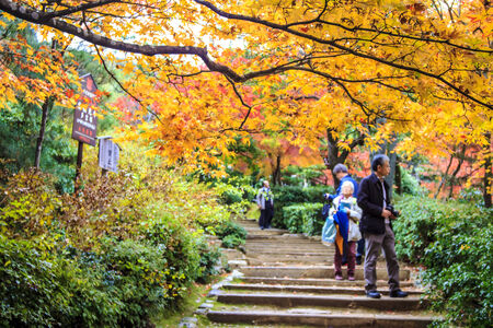 Kyoto, Japan - June 30, 2014: Red maple trees in a japanese gardenのeditorial素材