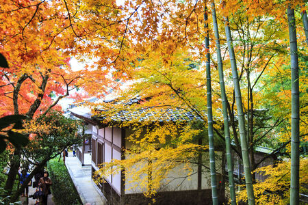 Kyoto, Japan - June 30, 2014: Red maple trees in a japanese gardenのeditorial素材