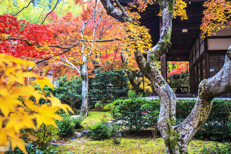 Kyoto, Japan - June 30, 2014: Red maple trees in a japanese gardenのeditorial素材