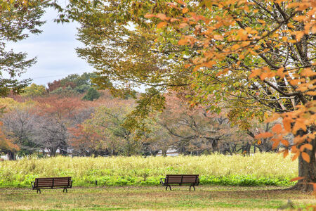 TOKYO, JAPAN - NOVEMBER 7: Street in Tokyo, Japan on November 7 , 2014. The street nearby Meiji Jingu Gaien that has beautiful Ginkgo along the lenght of the streetのeditorial素材
