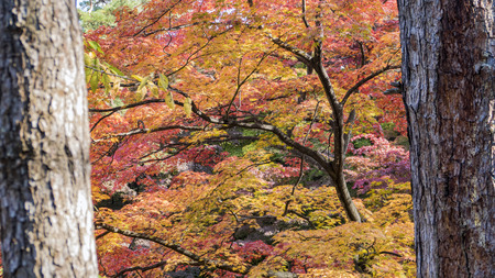 Intense, warm sunrays illuminate the dry, gold beech leaves covering the forest ground