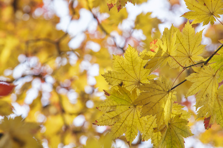 Intense, warm sunrays illuminate the dry, gold beech leaves covering the forest ground