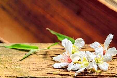 Taiwan flower white wood blossom black yellow outdoor red for adv or others purpose use