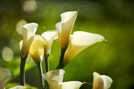 White Calla Lilies for adv or others purpose useの写真素材