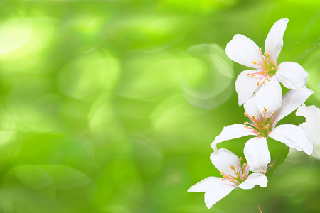 beautiful tung flowers for adv or others purpose use