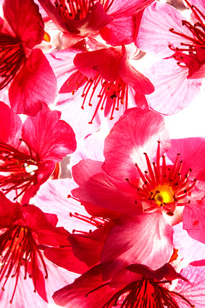 Sakura, temple and blue sky for adv or others purpose useの写真素材