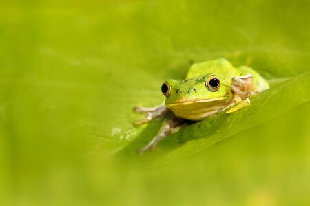 Chirping tree frogs are courting in the forest,Taiwan for adv or others purposeの写真素材