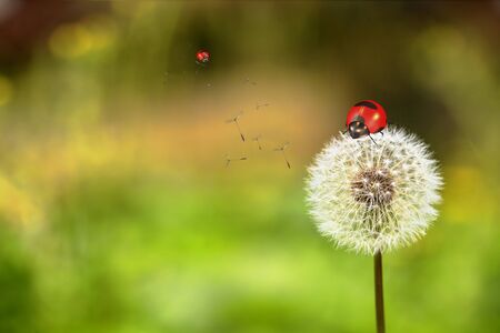 Ladybug and dandelion for adv or others purpose useの写真素材