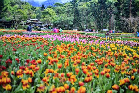 tulip. Beautiful bouquet of tulips. colorful tulips. tulips in spring sun. tulip in the fieldの写真素材