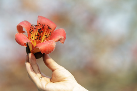Wood cotton flower for adv or others purpose useの写真素材