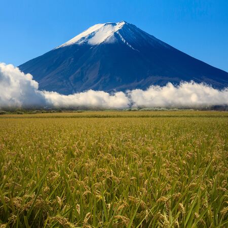 Image of sacred mountain of Fuji in the background at Japan for adv or others purpose useの写真素材