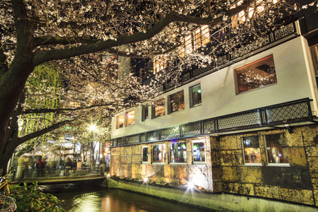 Kyoto, Japan - March 28, 2015: Cherry blossom on river side in Kyoto for adv or others purpose useのeditorial素材