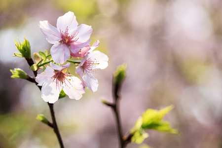 The Beautiful Sakura Garden in Taipei, Taiwanの写真素材