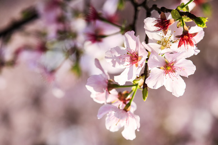 The Beautiful Sakura Garden in Taipei, Taiwanの写真素材