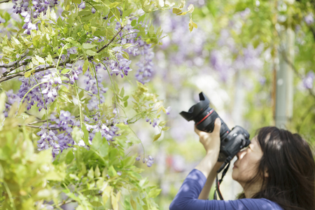 New Taipei City,Taiwan - Apr 11,2012 : Wisteria floribunda with nice color and backgroundのeditorial素材