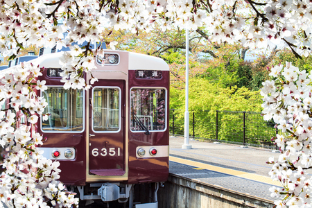The Blossoming cherry trees in an garden, pastel colors with dreamy feelのeditorial素材