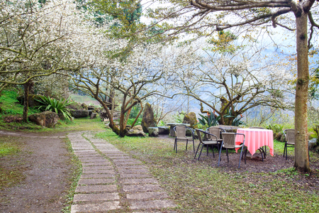 The Wusong Lun, Nantou plum seasonの写真素材