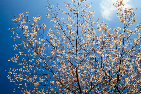 The National Park Alishan cherry blossom season, Tainan, Taiwanの写真素材