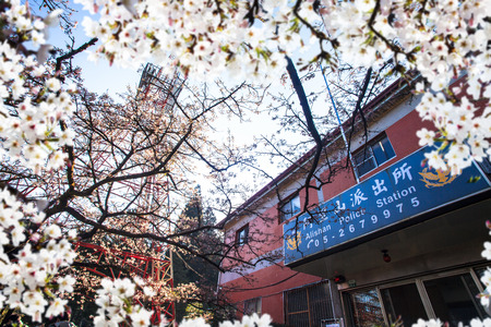 Alishan, Chiayi - March, 2013: National Park Alishan cherry blossom season, Tainan, Taiwanのeditorial素材