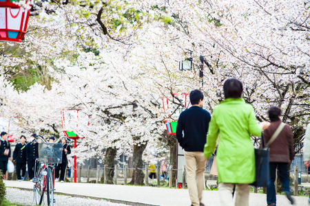 The perspective view of kyoto stree view as background in the sakura seasonのeditorial素材