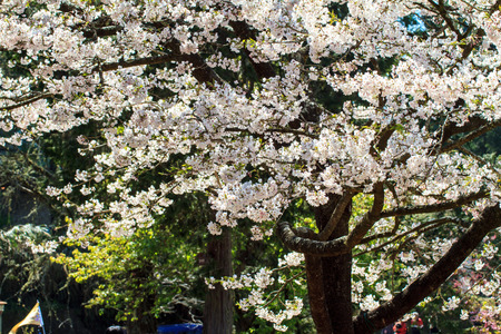 The Alishan cherry blossom season with nice color, Taiwanの写真素材