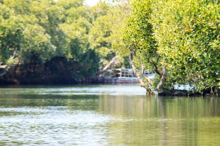 The Sihcao Oe Green Tunnel State Park, Tainan, Taiwanの写真素材